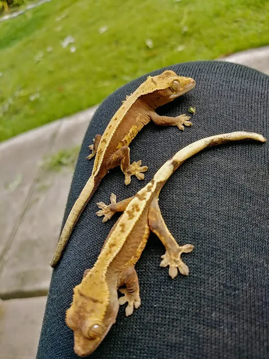 Gecko Crazy Picture 1