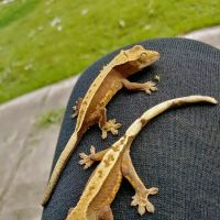 Gecko Crazy ico