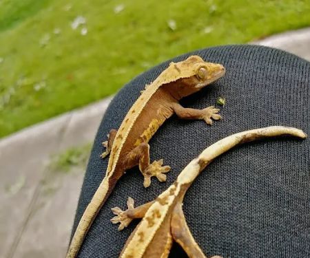 Gecko Crazy