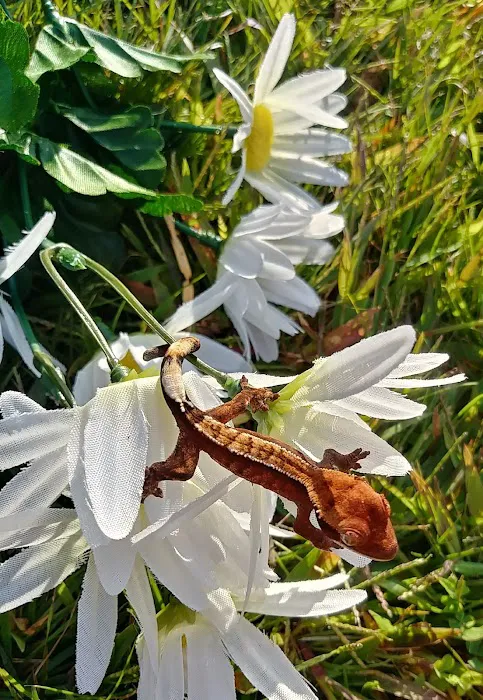 Gecko Crazy Picture 7