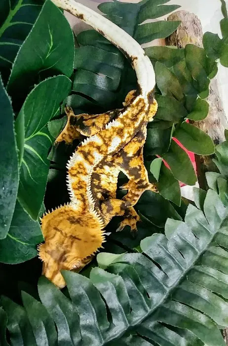 Gecko Crazy Picture 9