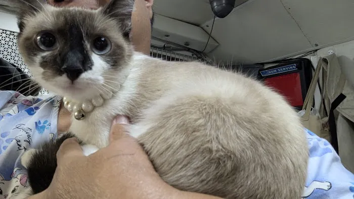 Animal Adoption Veterinary Center Picture 1