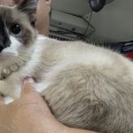 Animal Adoption Veterinary Center