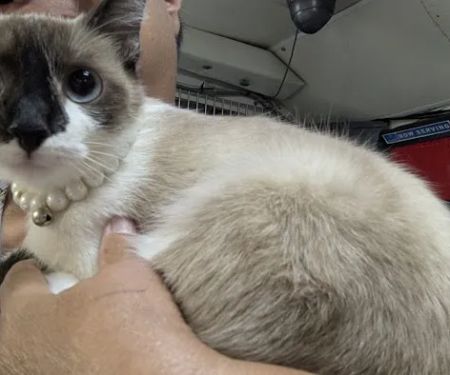 Animal Adoption Veterinary Center