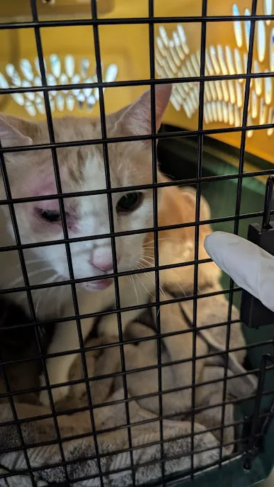 Animal Adoption Veterinary Center Picture 4