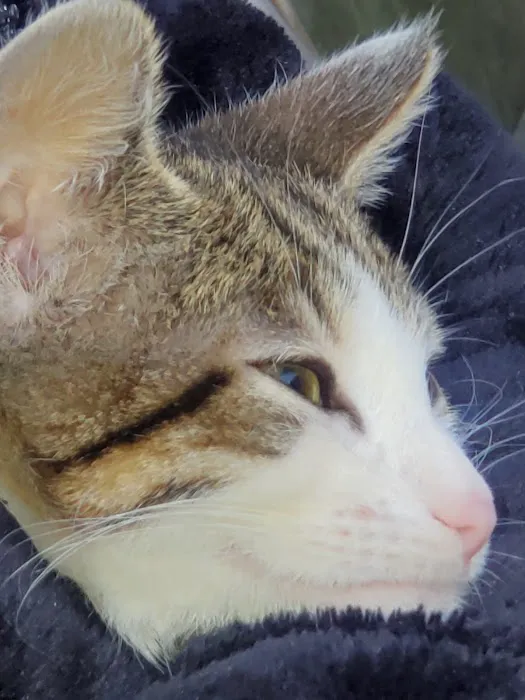 Animal Adoption Veterinary Center Picture 9