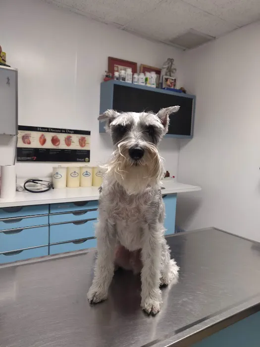 Petcare Animal Clinic Picture 2