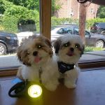 Petcare Animal Clinic