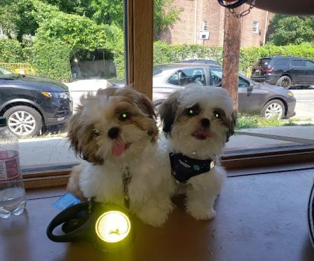 Petcare Animal Clinic