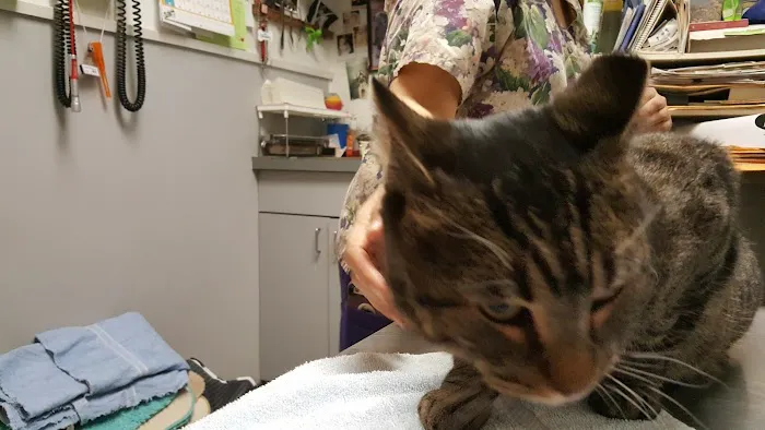 Flushing Veterinary Hospital Picture 5