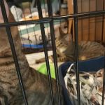Flushing Veterinary Hospital