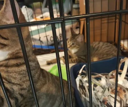 Flushing Veterinary Hospital