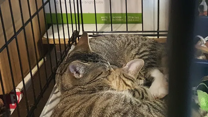 Flushing Veterinary Hospital Picture 6