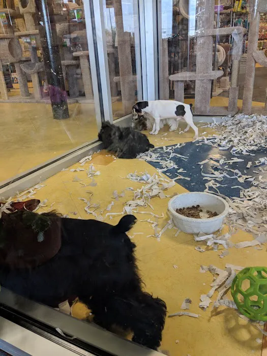 ALL PETS CLUB Picture 8