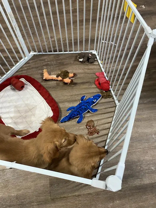 ALL PETS CLUB Picture 5