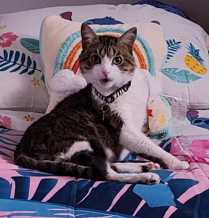 The Pet Doctor of Flushing Picture 1