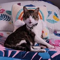 The Pet Doctor of Flushing ico