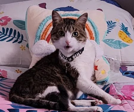 The Pet Doctor of Flushing