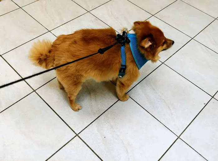 The Pet Doctor of Flushing Picture 6