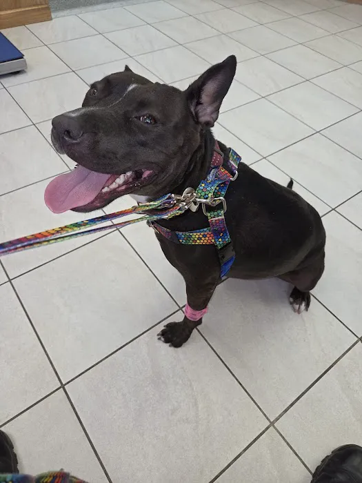 The Pet Doctor of Flushing Picture 8