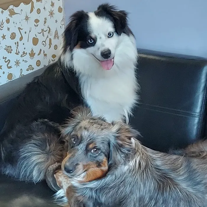 The Pet Doctor of Flushing Picture 4