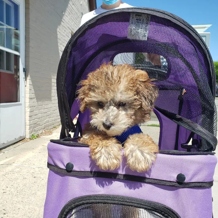 The Pet Doctor of Flushing Picture 5