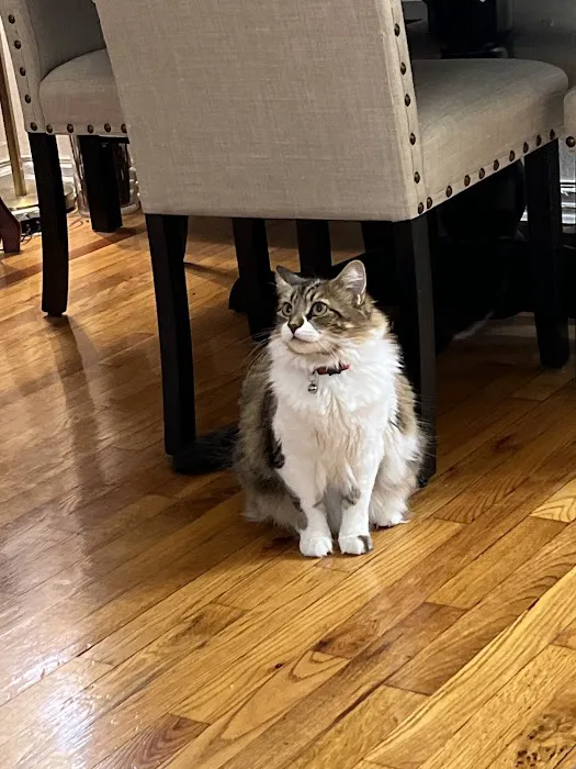 The Pet Doctor of Flushing Picture 10