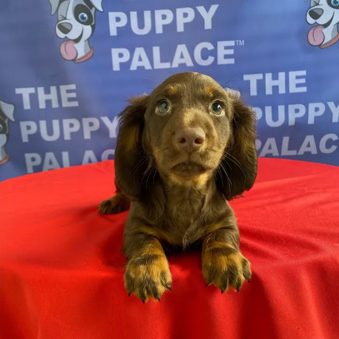 The Puppy Palace Picture 6
