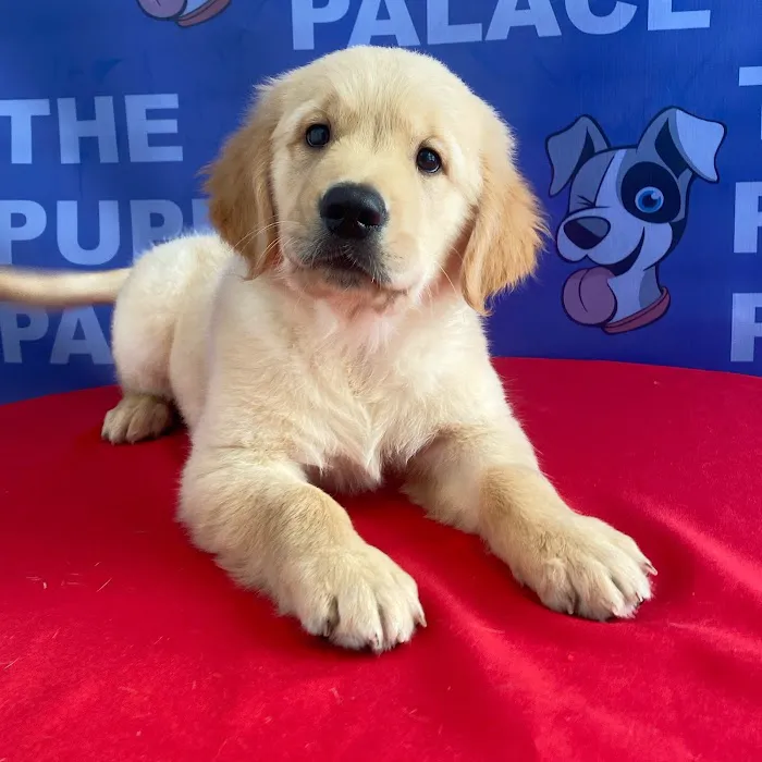 The Puppy Palace Picture 4