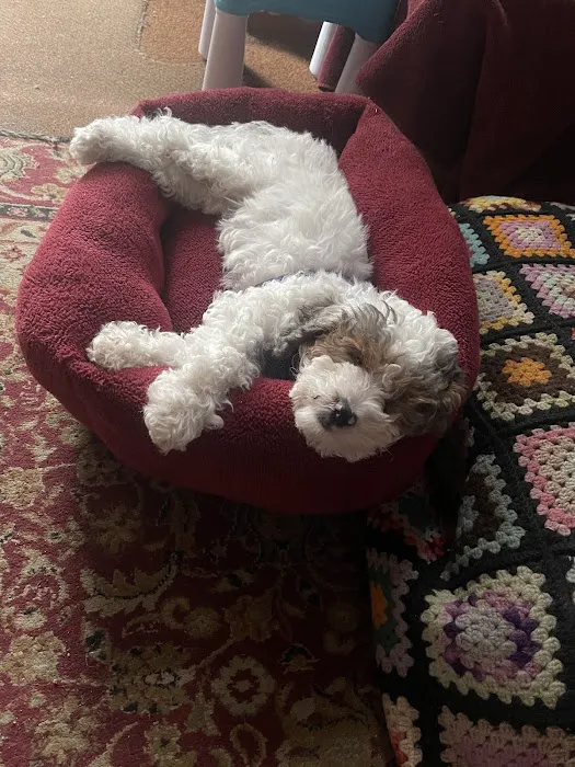 The Puppy Palace Picture 5
