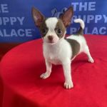 The Puppy Palace