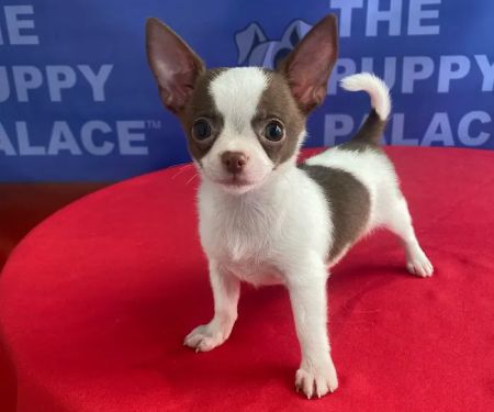 The Puppy Palace