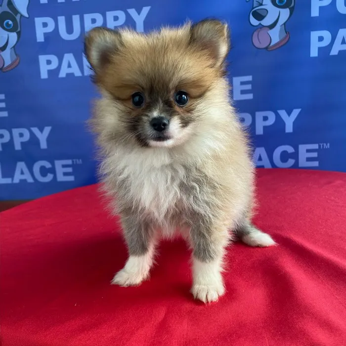 The Puppy Palace Picture 2