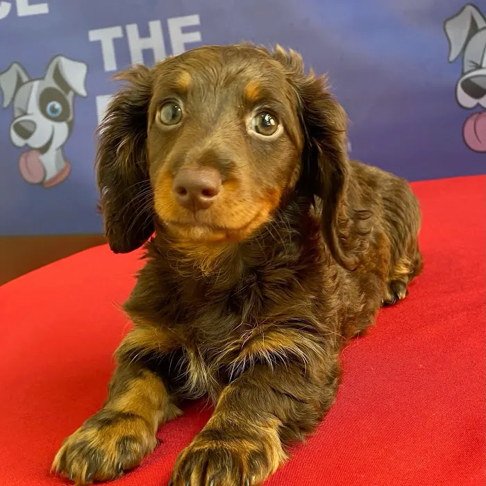 The Puppy Palace Picture 8