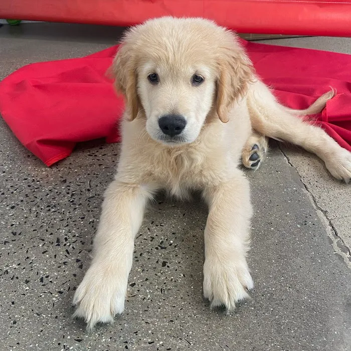 The Puppy Palace Picture 9