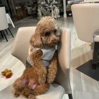 Mobile Veterinary Animal Clinic ico