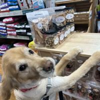 Pets Boutique ico