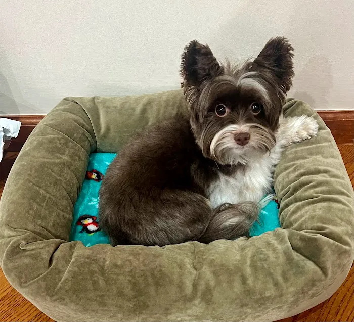 Pets Boutique Picture 9