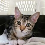 St Mina Animal Clinic