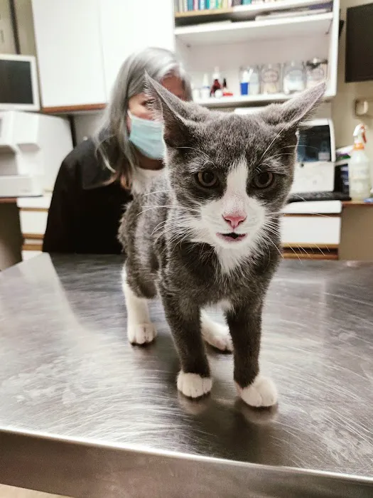 St Mina Animal Clinic Picture 9
