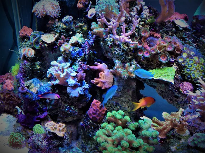 Advanced Marine Aquatics Picture 8