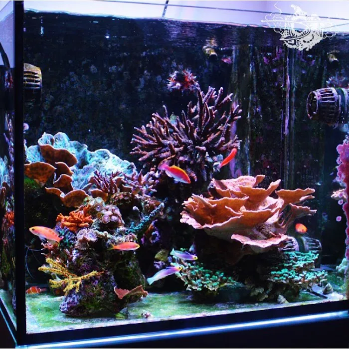 Advanced Marine Aquatics Picture 7