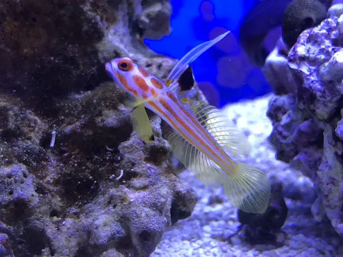 Advanced Marine Aquatics Picture 6