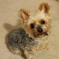 Howard Beach Animal Clinic PC ico