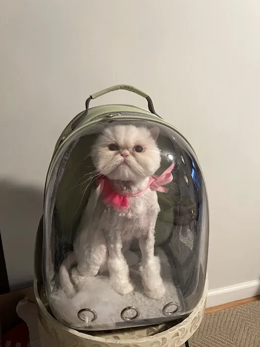 Pet Story NY Picture 5