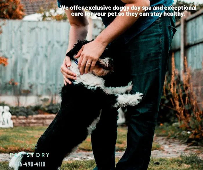 Pet Story NY Picture 9