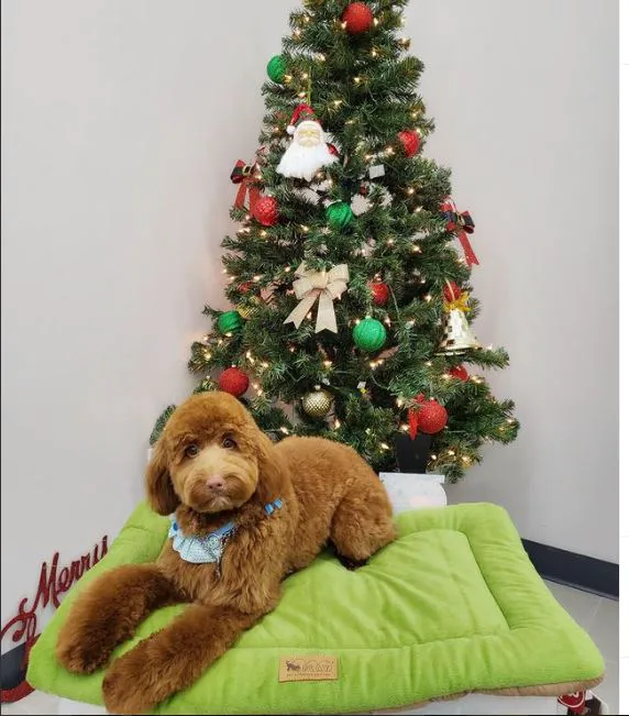 Pet Story NY Picture 3