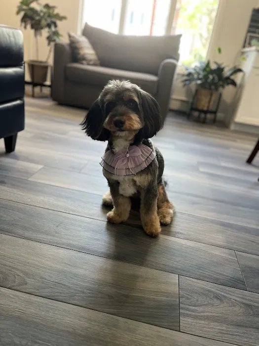 Pet Story NY Picture 6