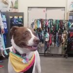 Vetco Vaccination Clinic