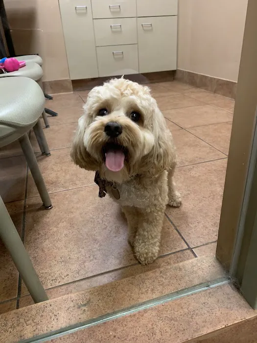 BluePearl Pet Hospital Picture 8
